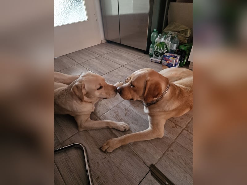 Labrador Retriever