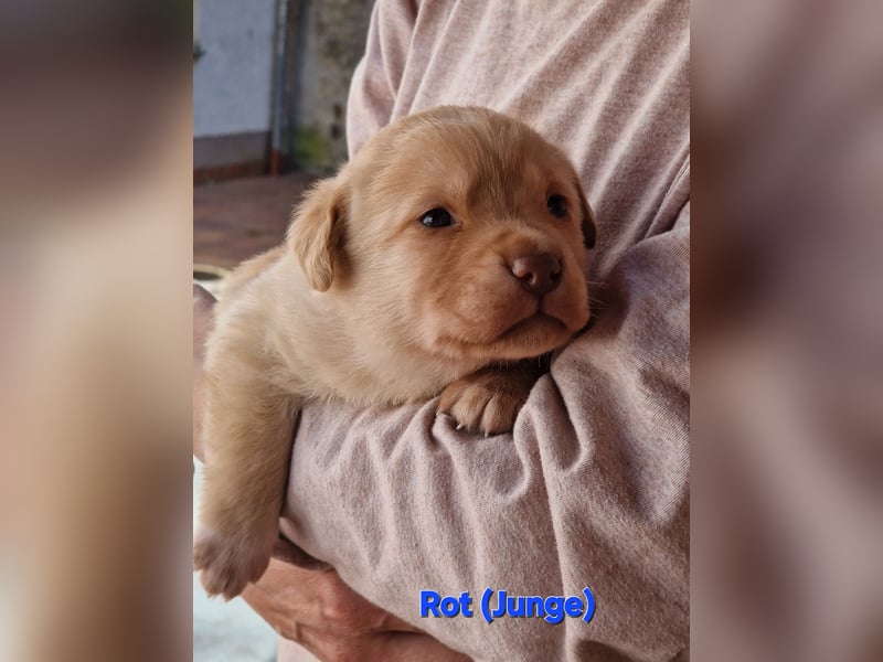 Labrador Retriever