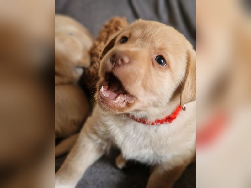 Labrador Retriever