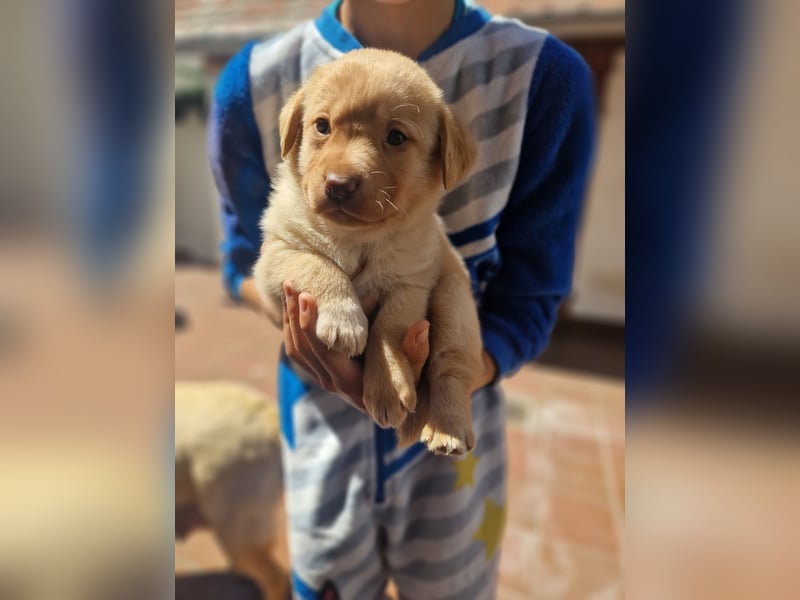 Labrador Retriever