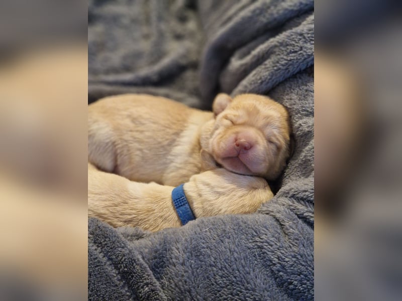 Labrador Retriever