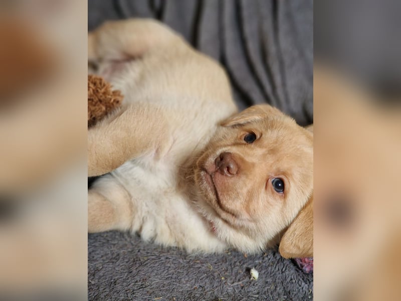 Labrador Retriever