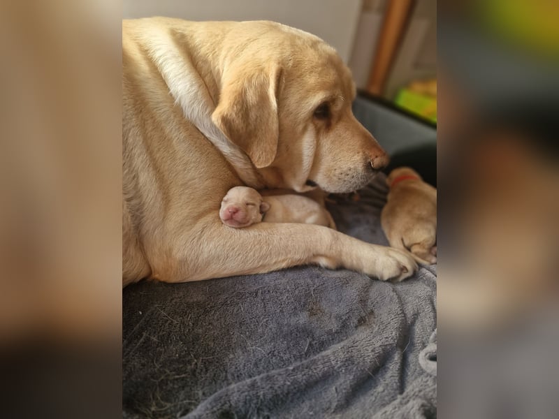 Labrador Retriever