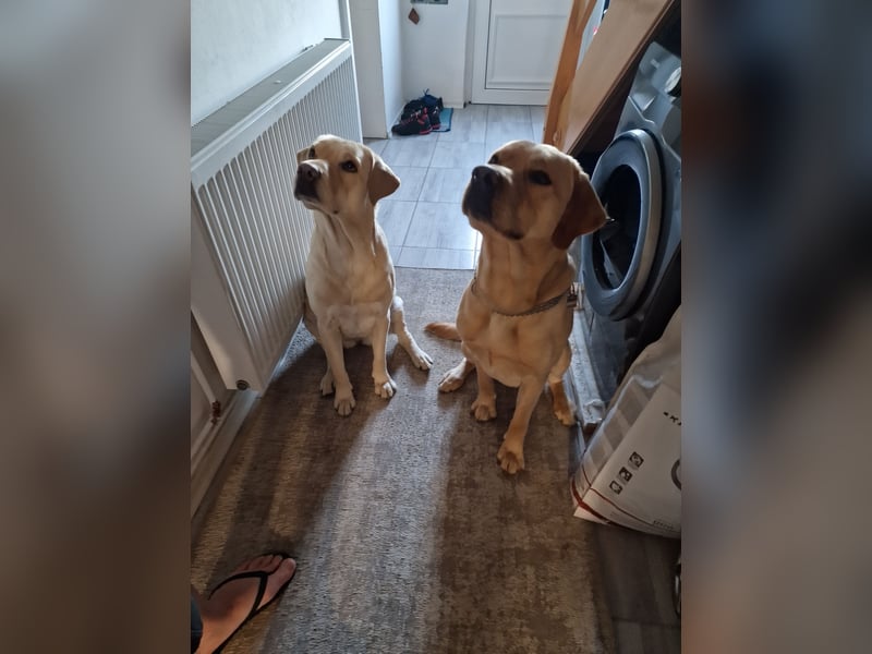 Labrador Retriever