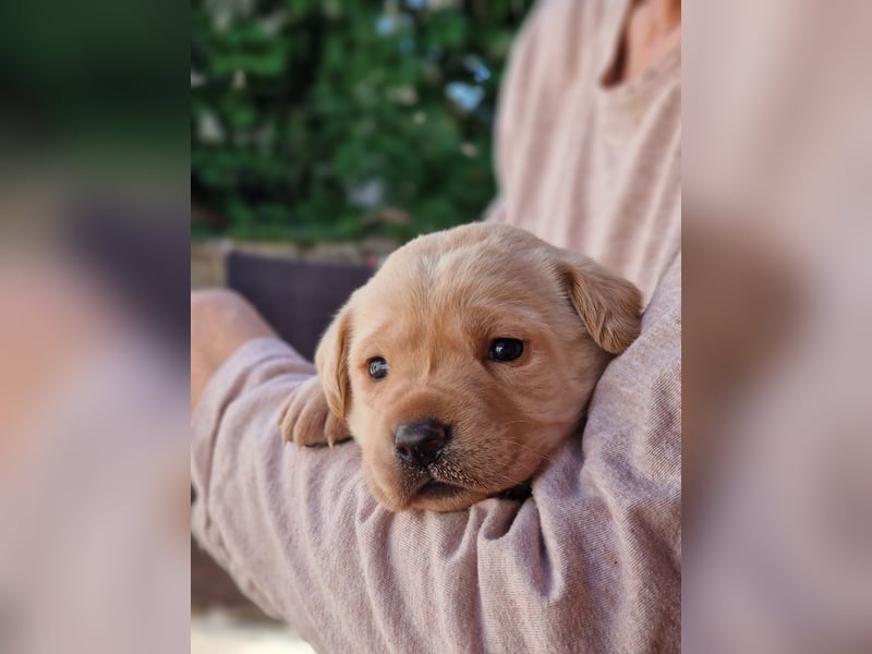 Labrador Retriever