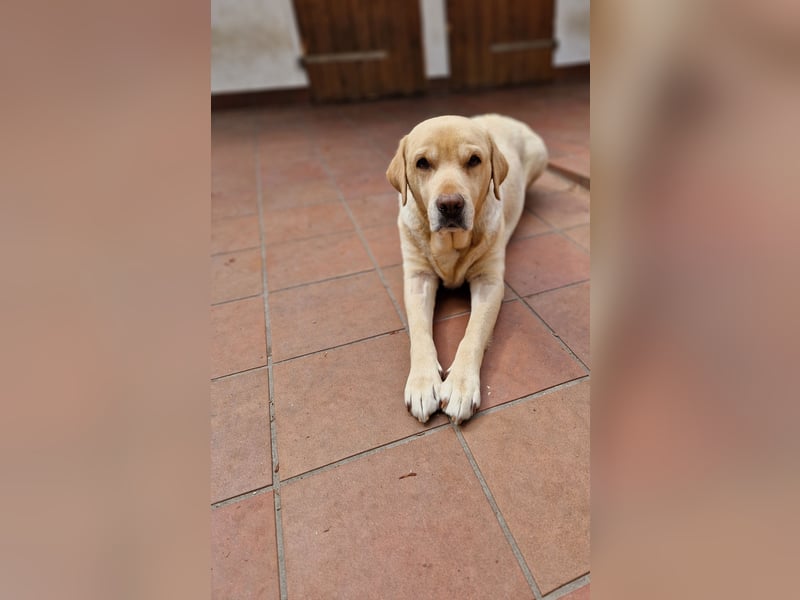 Labrador Retriever