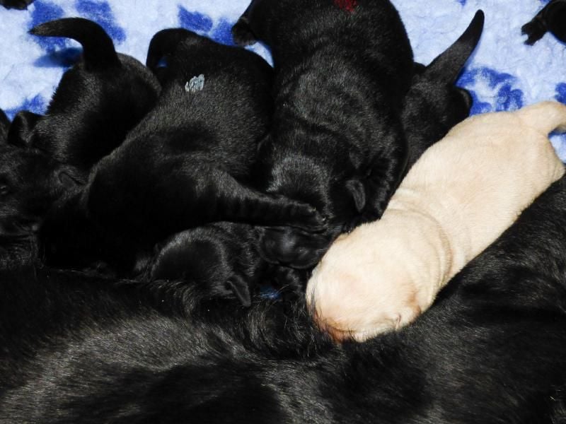 Ein Rüde in Schwarz sucht seine Familie
