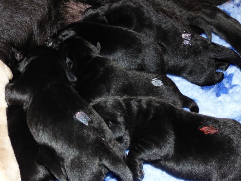 Ein Rüde in Schwarz sucht seine Familie