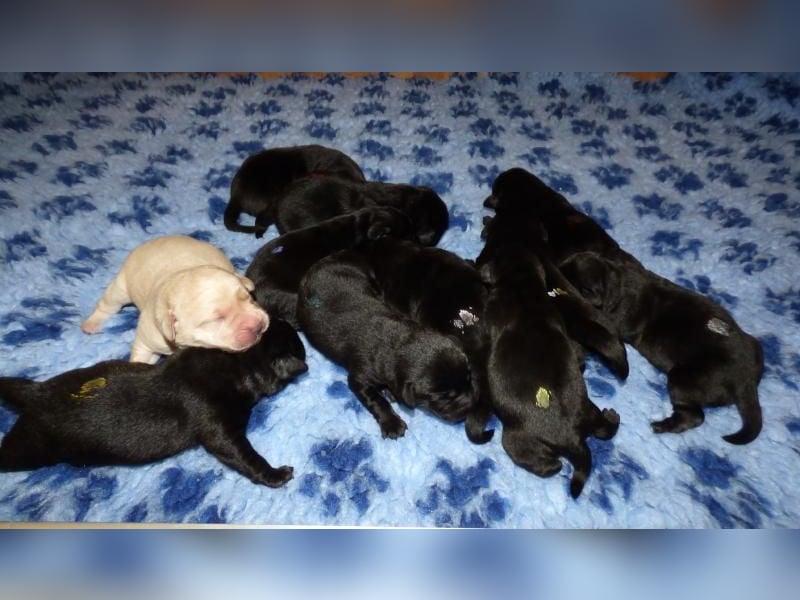 Ein Rüde in Schwarz sucht seine Familie