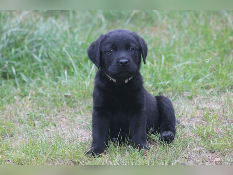 Labrador Welpen