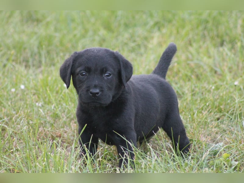 Labrador Welpen