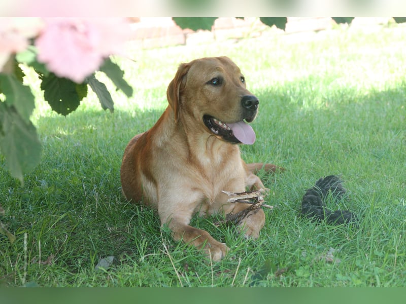 Labrador Welpen