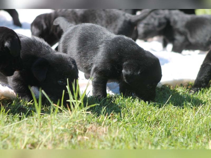 Labrador Welpen