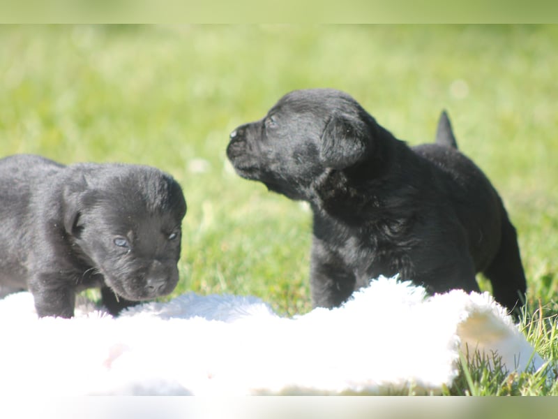 Labrador Welpen