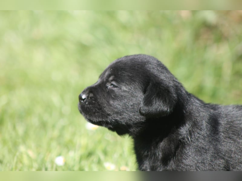 Labrador Welpen