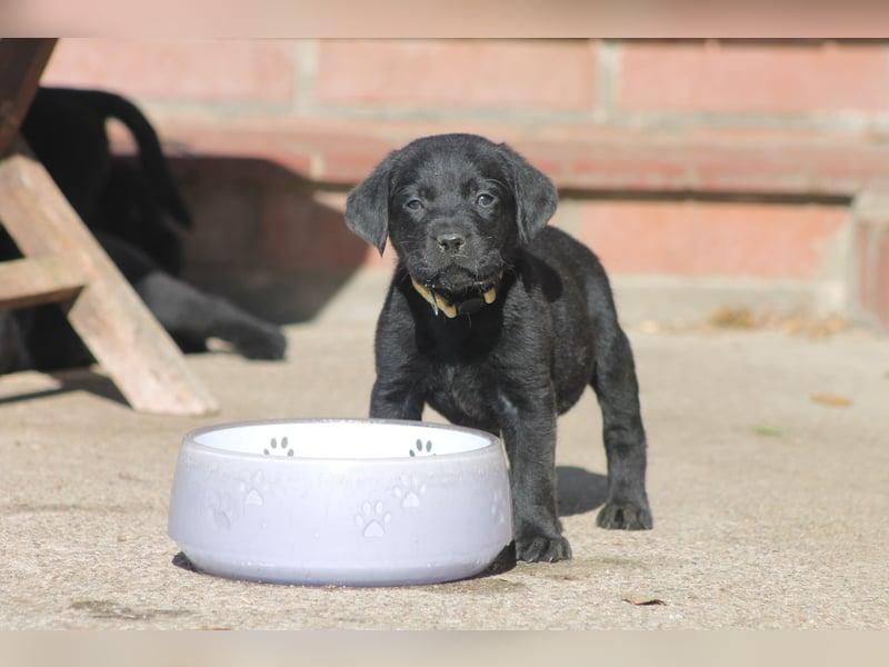 Labrador Welpen