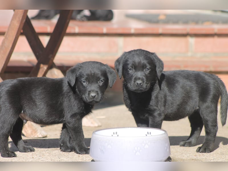 Labrador Welpen