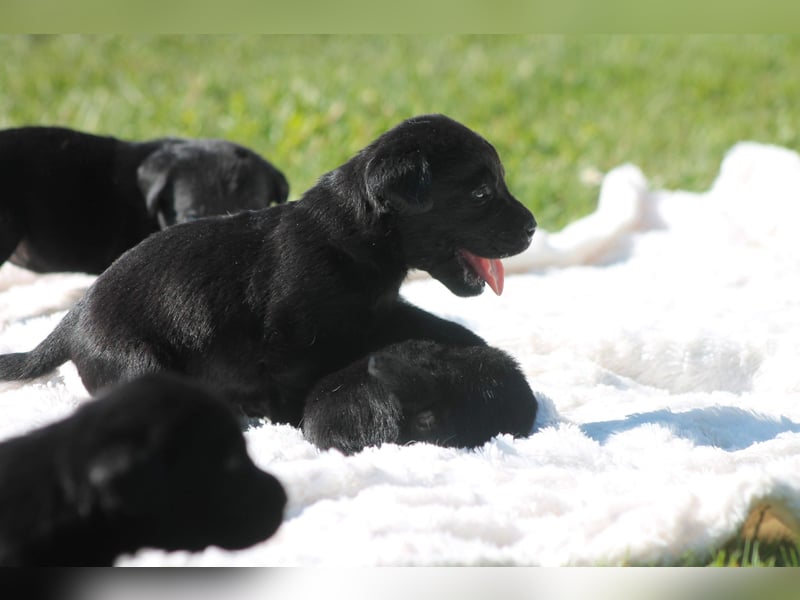 Labrador Welpen