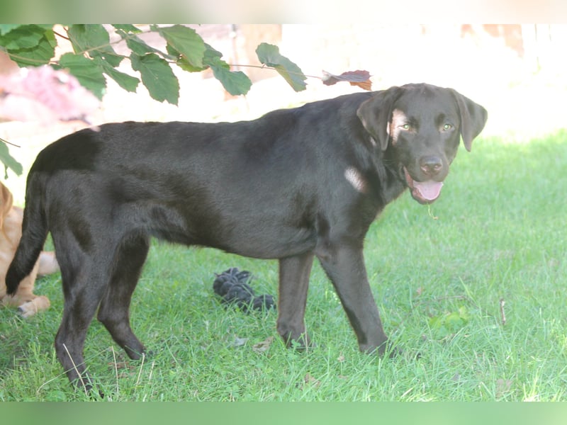 Labrador Welpen
