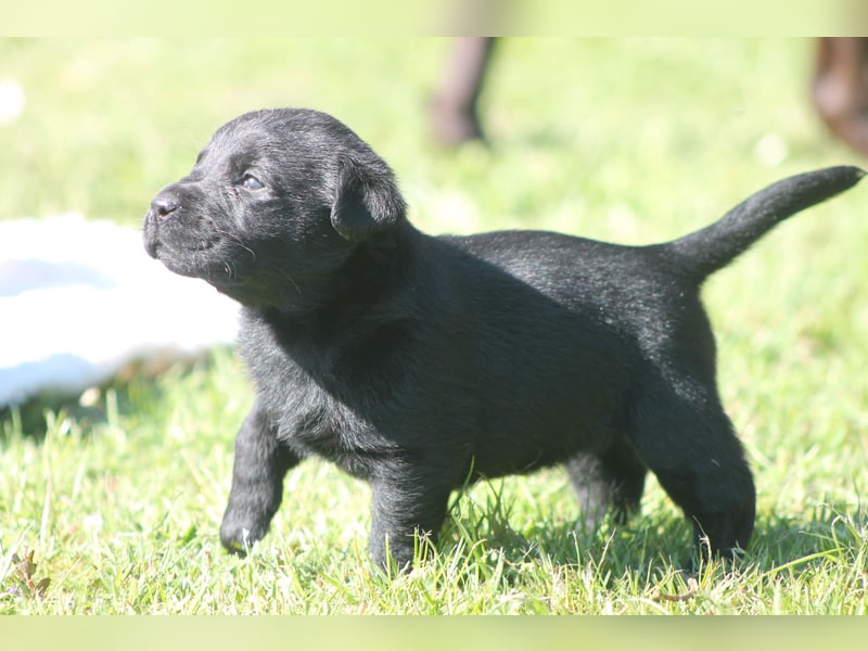 Labrador Welpen