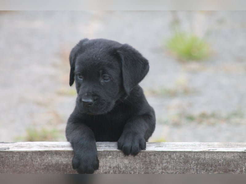 Labrador Welpen