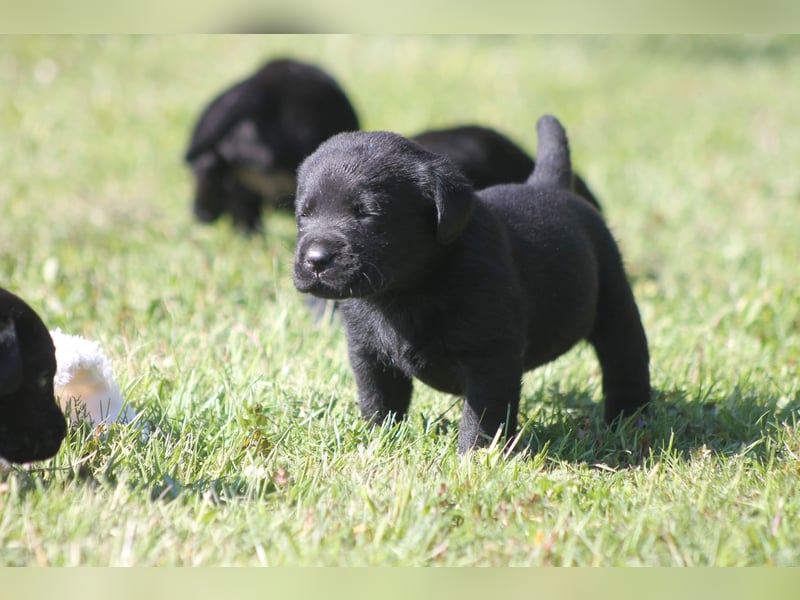 Labrador Welpen