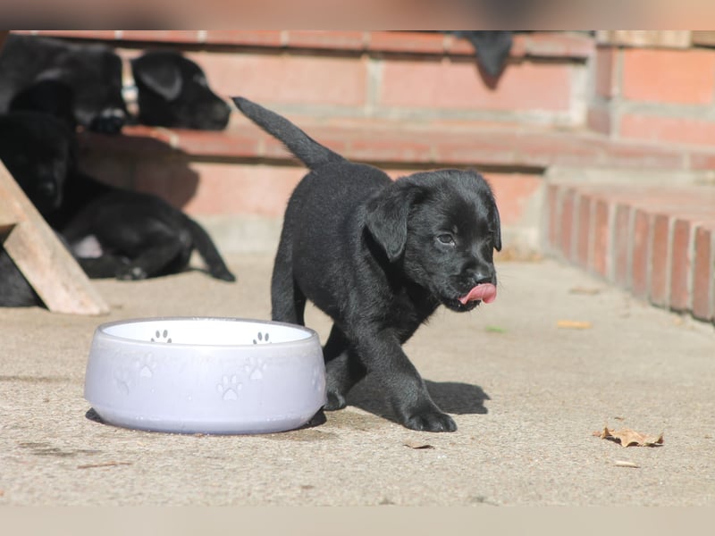 Labrador Welpen