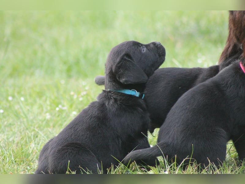Labrador Welpen