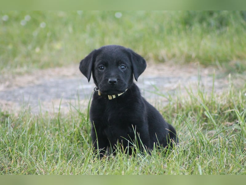 Labrador Welpen