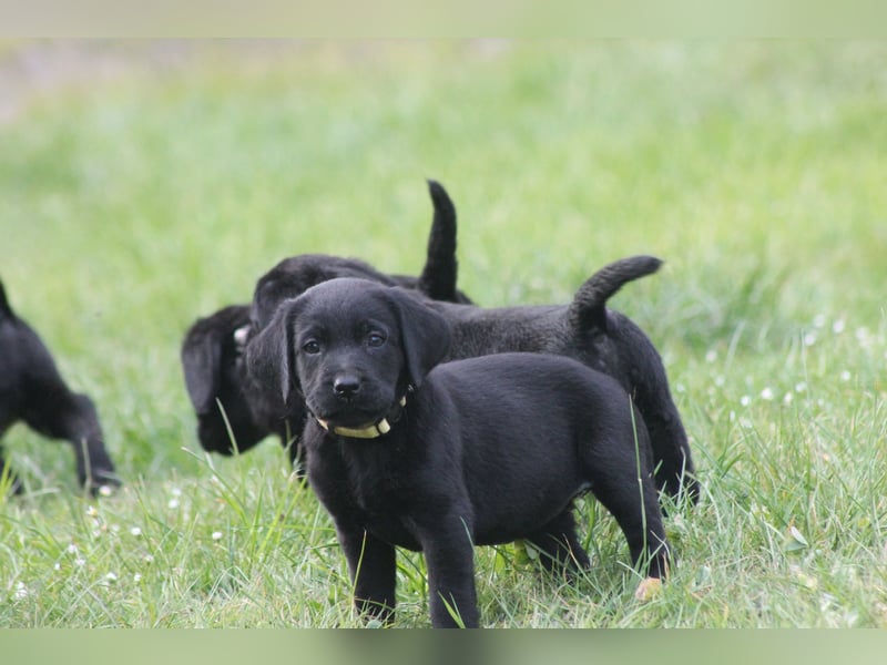 Labrador Welpen