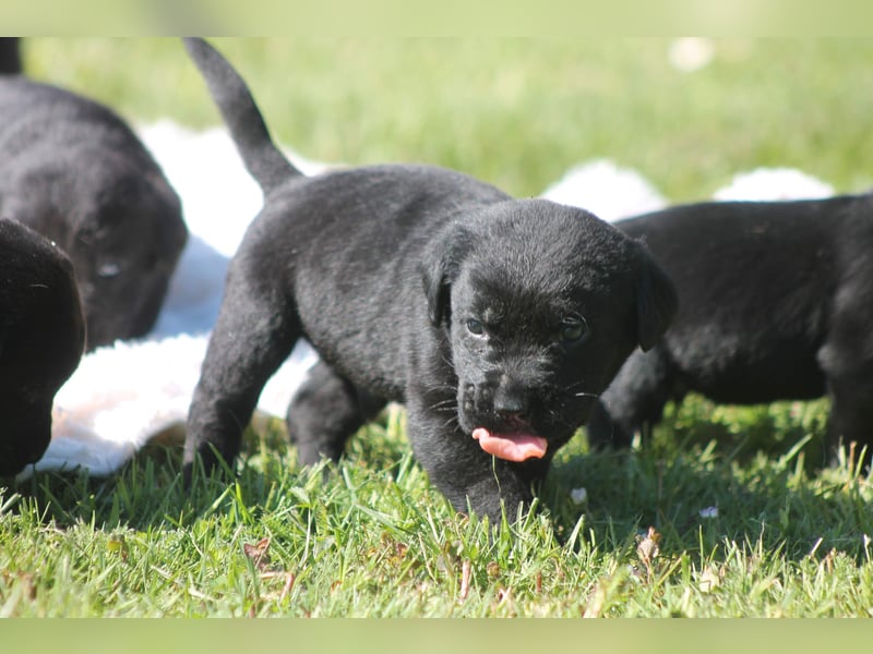 Labrador Welpen