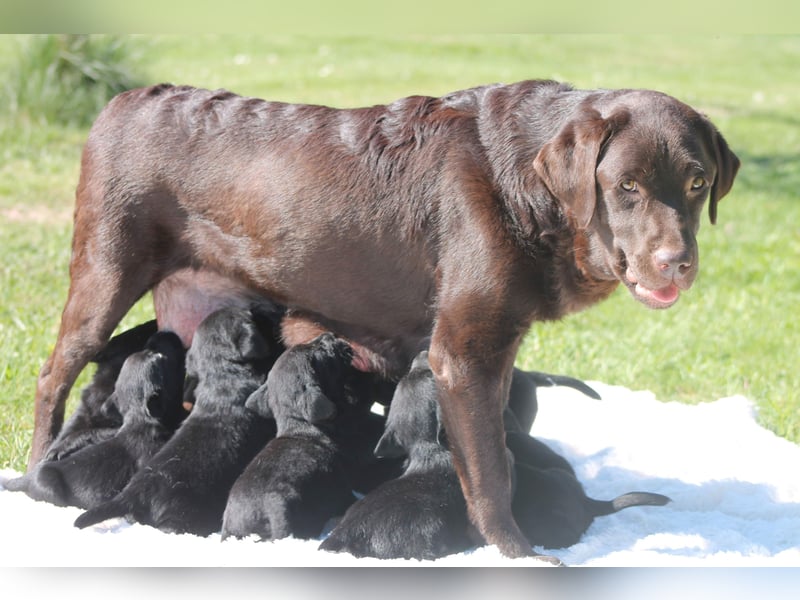 Labrador Welpen