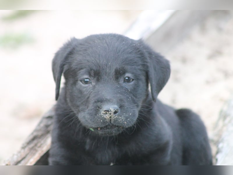 Labrador Welpen