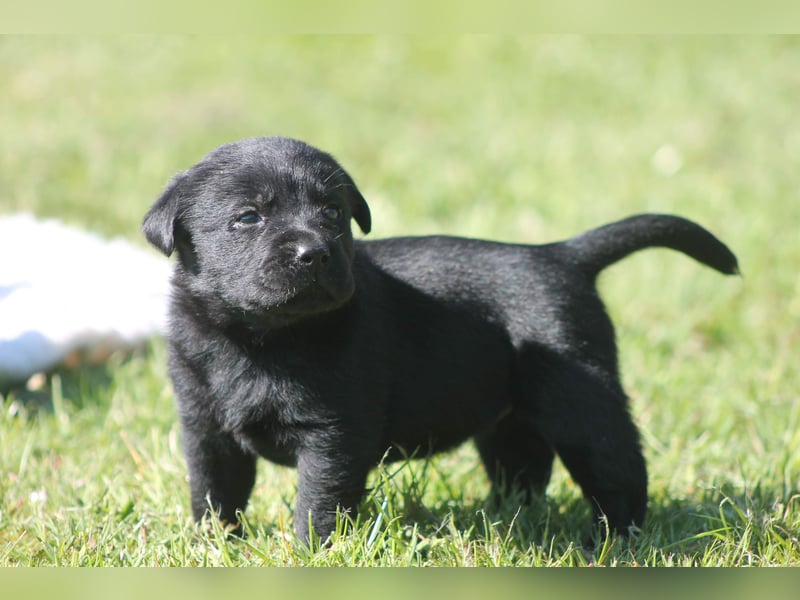 Labrador Welpen