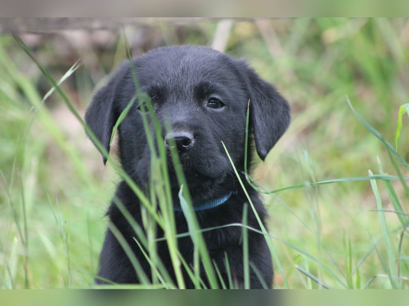 Labrador Welpen