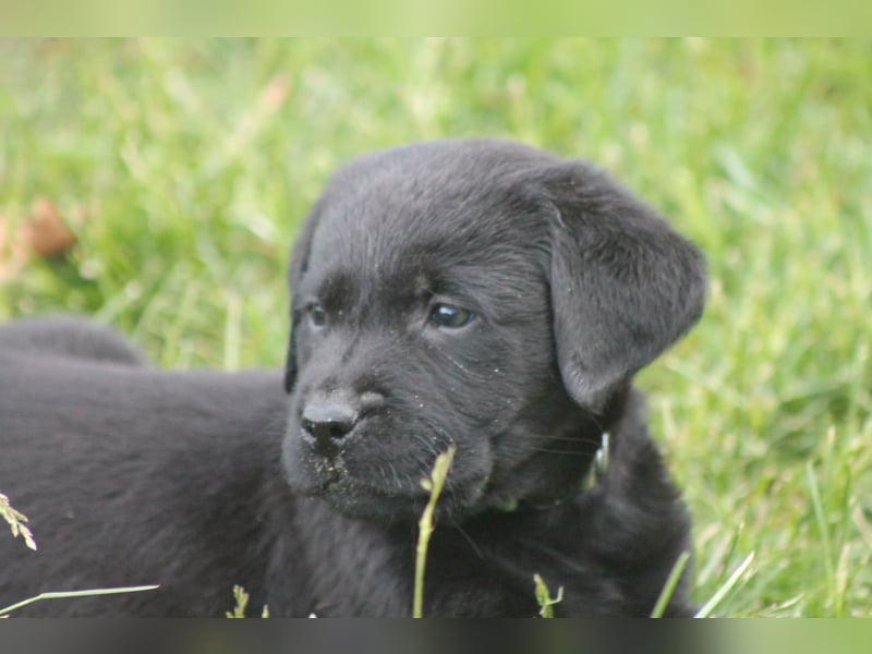 Labrador Welpen