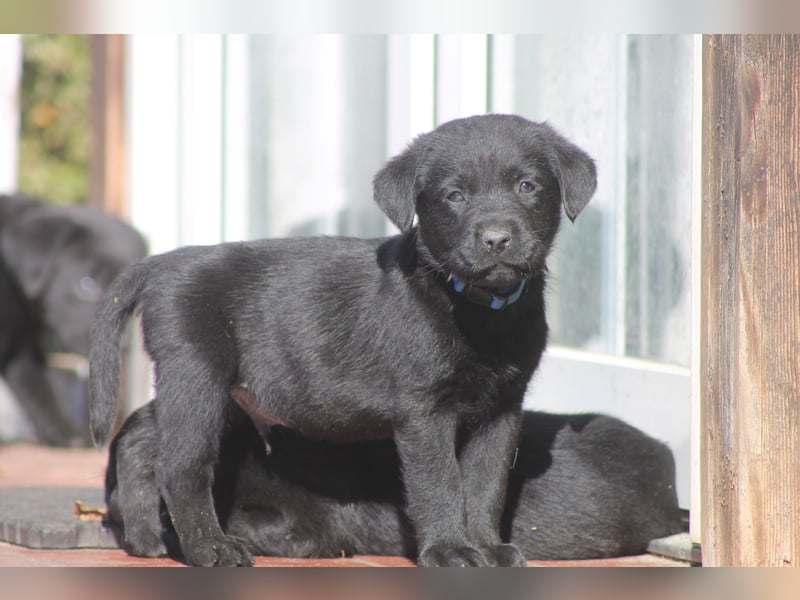 Labrador Welpen