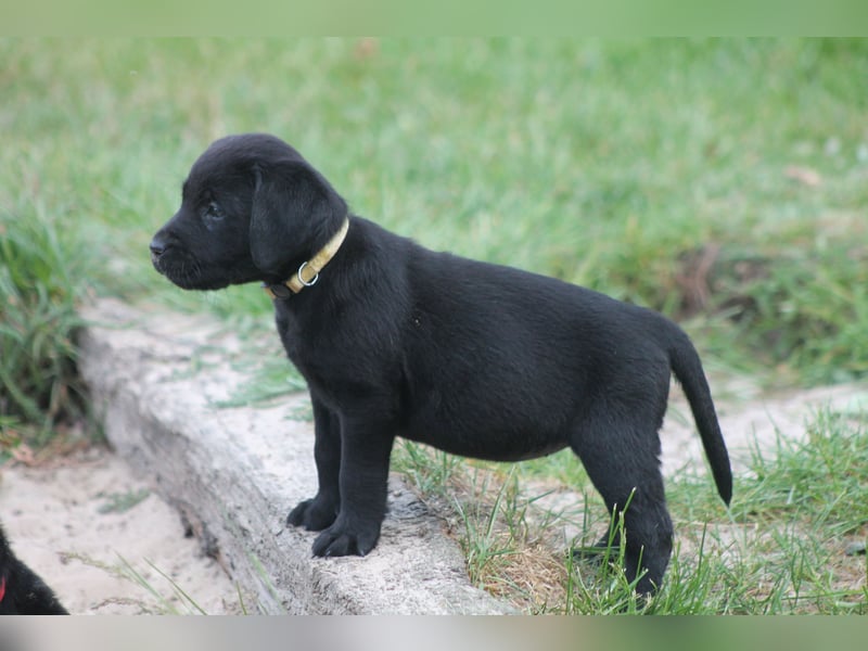 Labrador Welpen