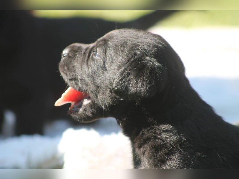 Labrador Welpen