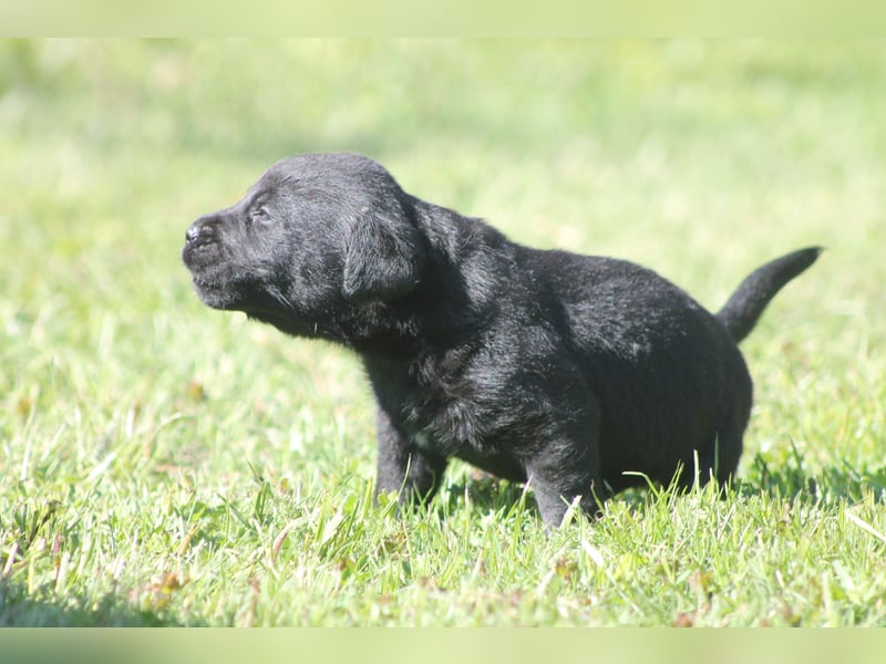 Labrador Welpen
