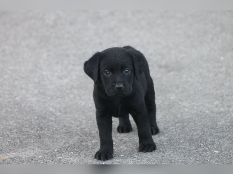 Labrador Welpen