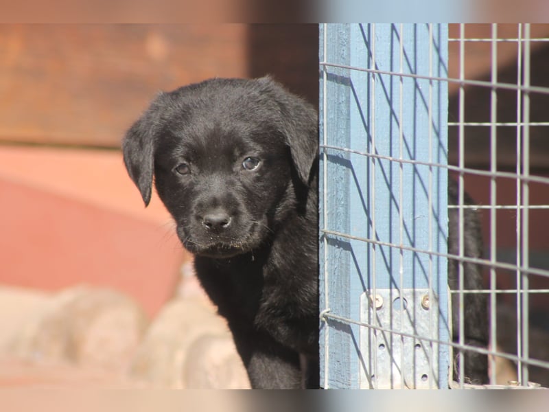Labrador Welpen