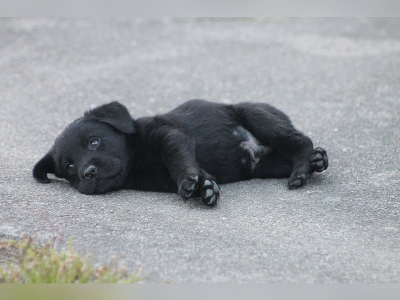 Labrador Welpen