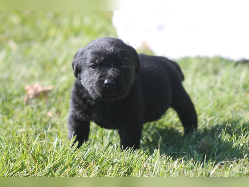 Labrador Welpen