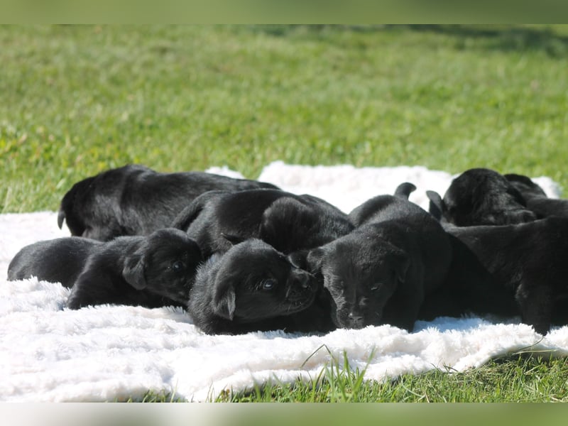 Labrador Welpen