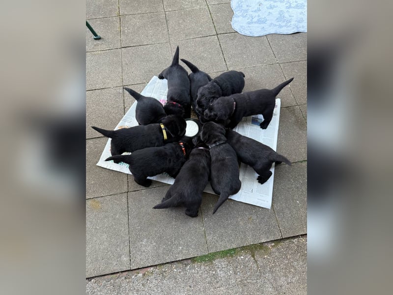 Wunderschöne Labrador Welpen ~ Showlinie
