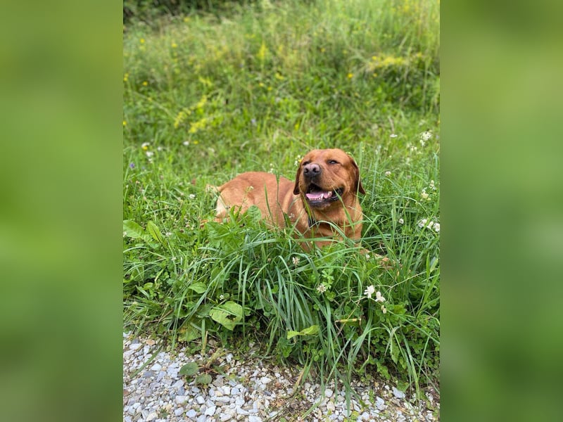 Wunderschöne Labrador Welpen ~ Showlinie