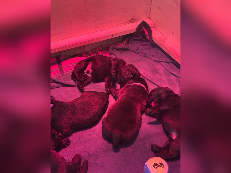 Wunderschöne Labrador Welpen ~ Showlinie
