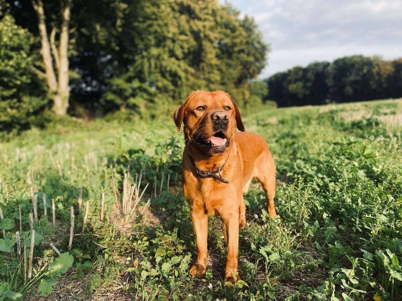 Wunderschöne Labrador Welpen ~ Showlinie