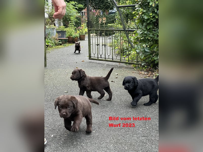 Wunderschöne Labrador Welpen ~ Showlinie